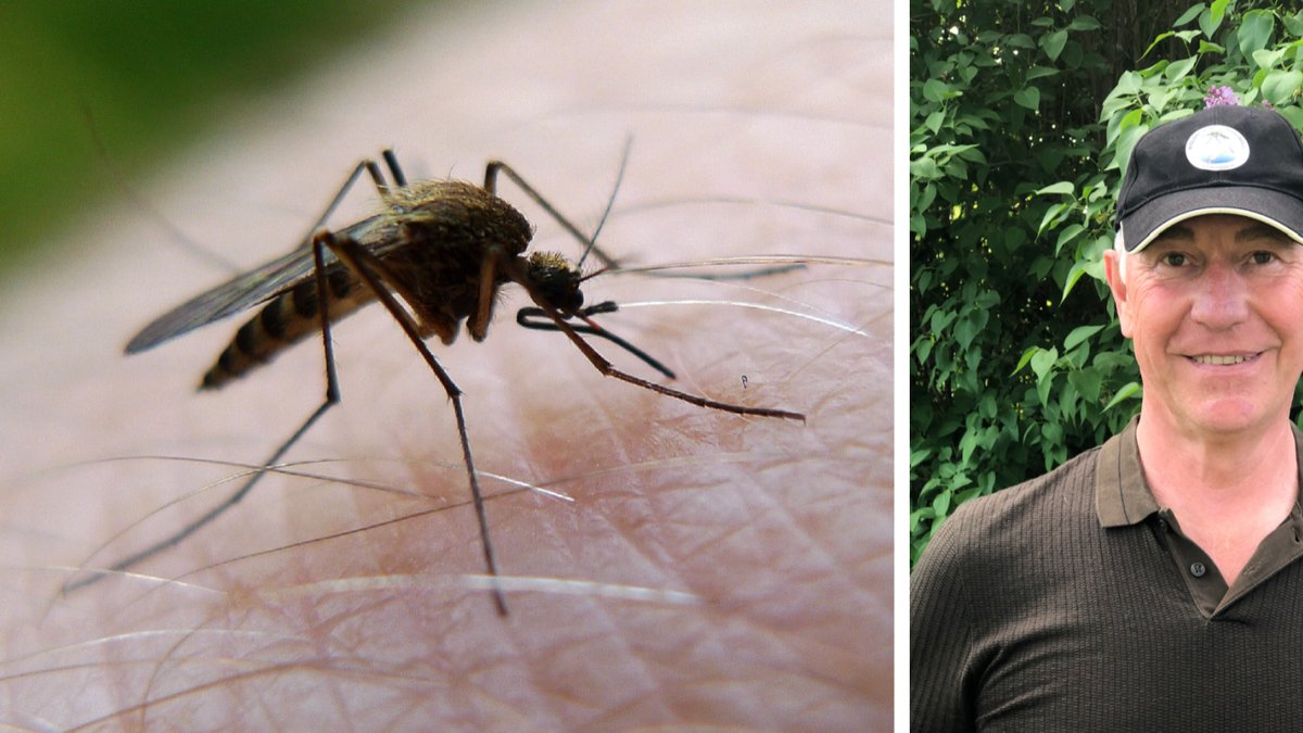 Myggexeprten Jan Lundström hjälper dig i kampen mot myggen.